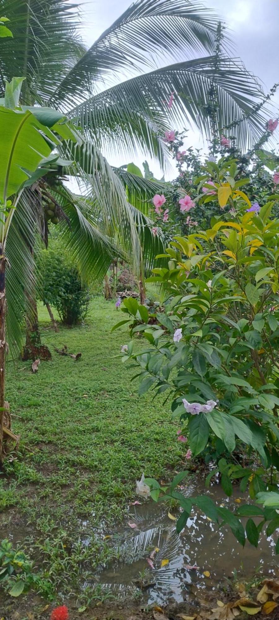 Cabinas Los Tucanes Cahuita Ngoại thất bức ảnh