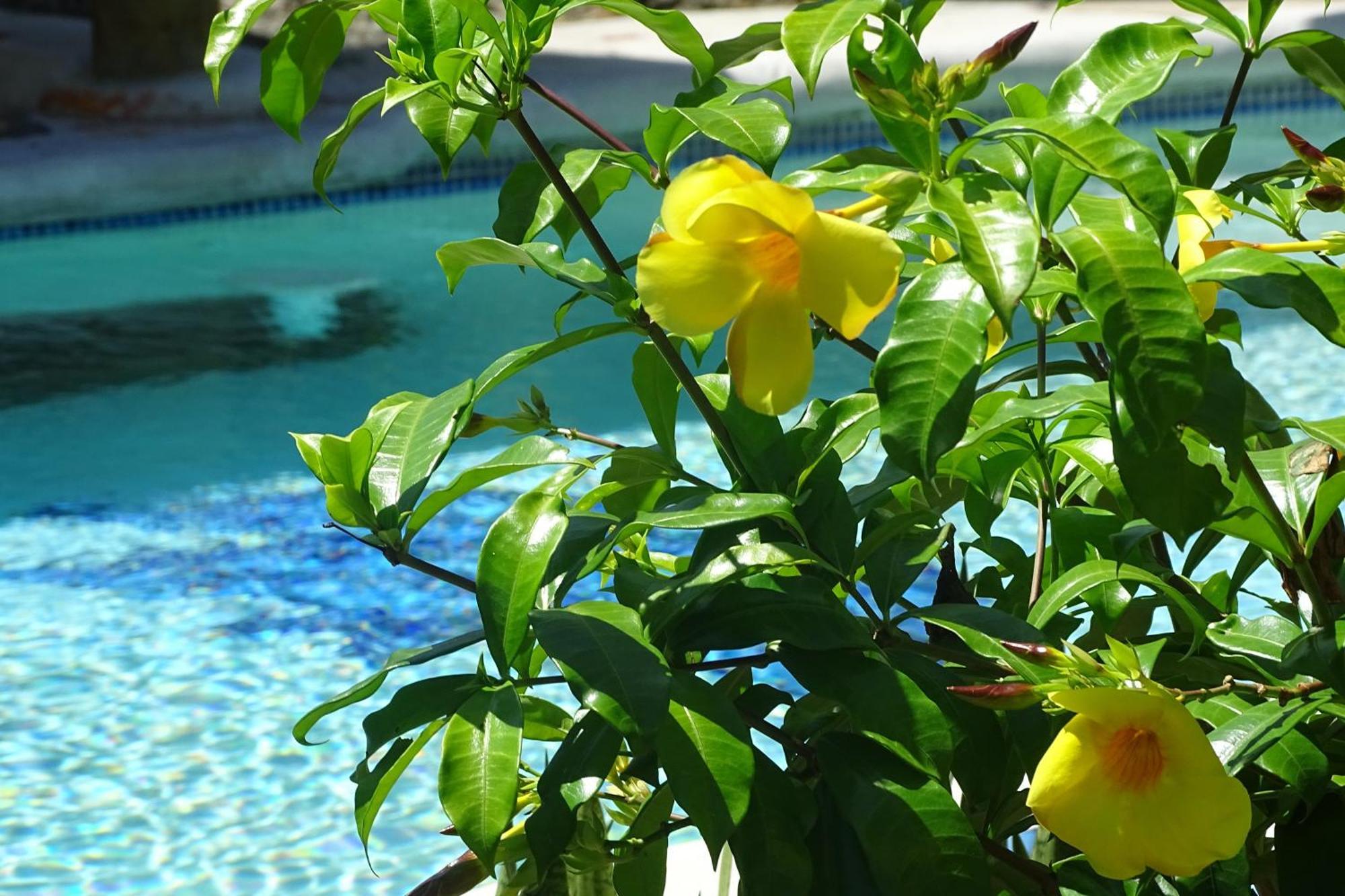 Cabinas Los Tucanes Cahuita Ngoại thất bức ảnh