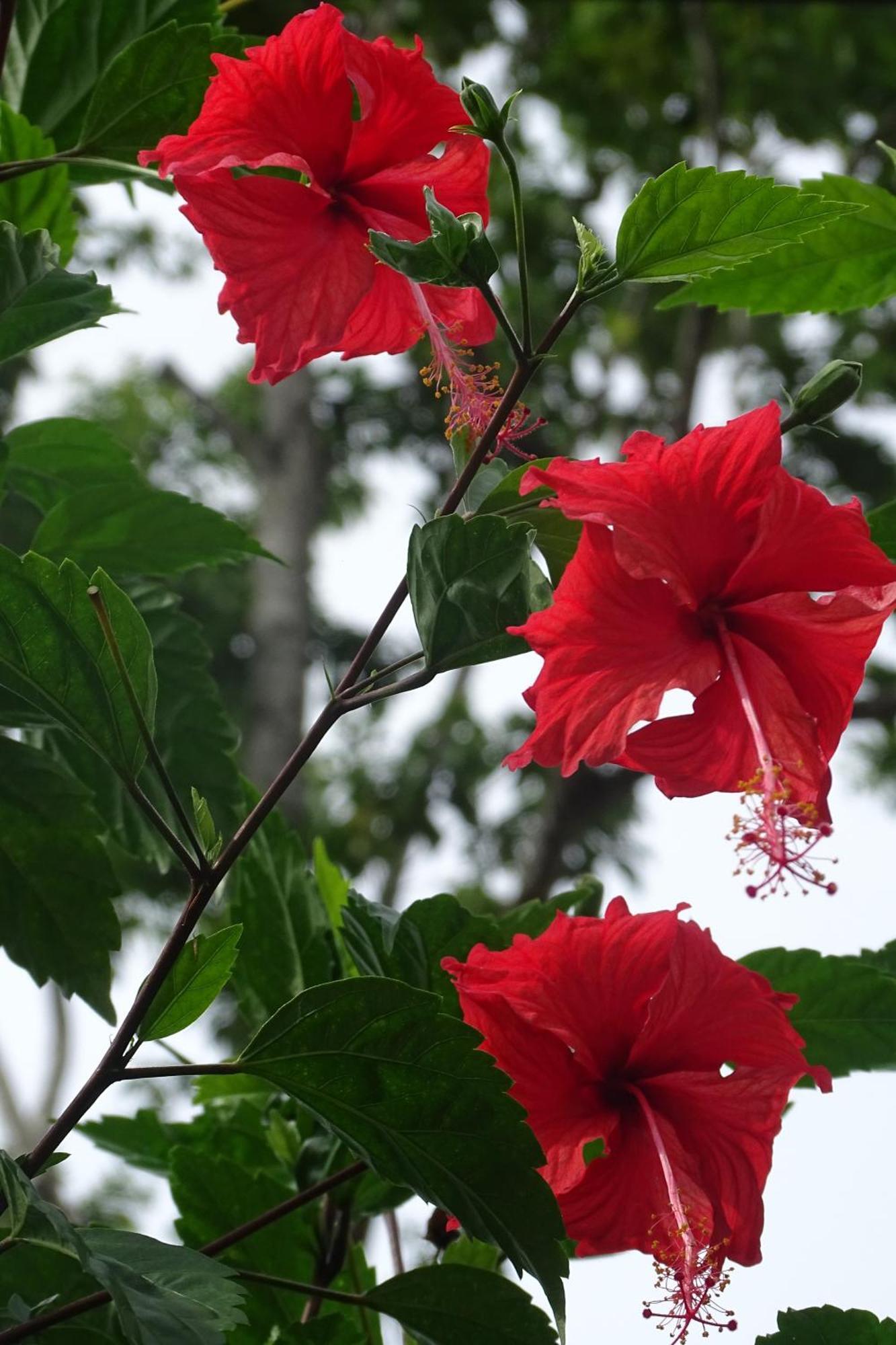 Cabinas Los Tucanes Cahuita Ngoại thất bức ảnh